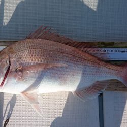 フィッシングボートACE(エース) 釣果