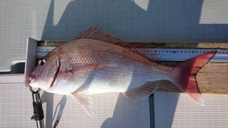 フィッシングボートACE(エース) 釣果