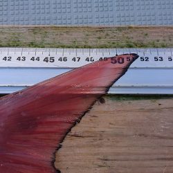 フィッシングボートACE(エース) 釣果