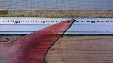 フィッシングボートACE(エース) 釣果