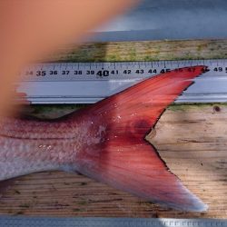 フィッシングボートACE(エース) 釣果