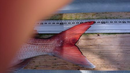 フィッシングボートACE(エース) 釣果