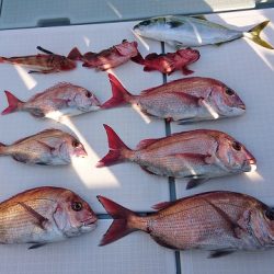 フィッシングボートACE(エース) 釣果