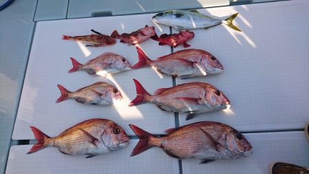 フィッシングボートACE（エース） 釣果