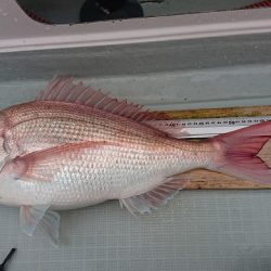 フィッシングボートACE(エース) 釣果