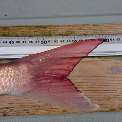 フィッシングボートACE(エース) 釣果