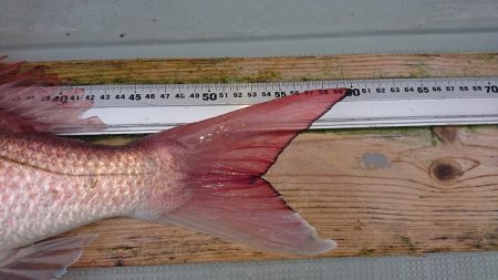 フィッシングボートACE(エース) 釣果