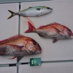 フィッシングボートACE(エース) 釣果