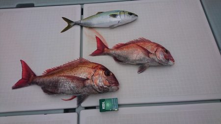 フィッシングボートACE(エース) 釣果