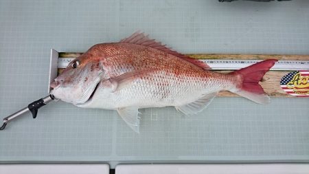 フィッシングボートACE（エース） 釣果