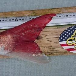 フィッシングボートACE（エース） 釣果