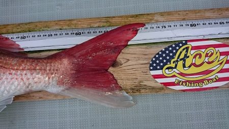 フィッシングボートACE（エース） 釣果