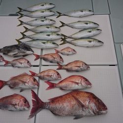 フィッシングボートACE（エース） 釣果