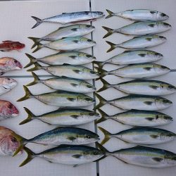 フィッシングボートACE(エース) 釣果