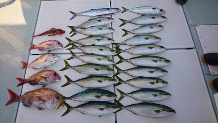 フィッシングボートACE(エース) 釣果