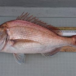 フィッシングボートACE(エース) 釣果