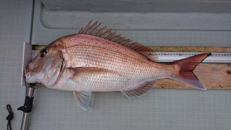 フィッシングボートACE(エース) 釣果