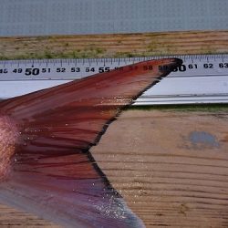 フィッシングボートACE(エース) 釣果