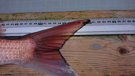 フィッシングボートACE(エース) 釣果