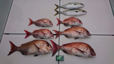 フィッシングボートACE(エース) 釣果