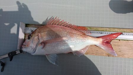 フィッシングボートACE（エース） 釣果