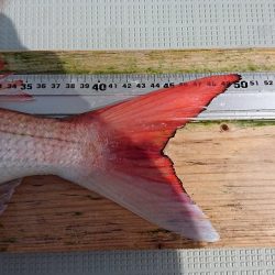 フィッシングボートACE（エース） 釣果