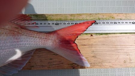 フィッシングボートACE（エース） 釣果