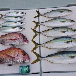 フィッシングボートACE（エース） 釣果