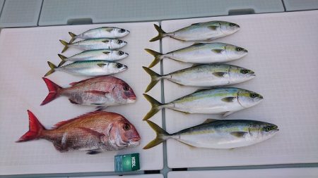 フィッシングボートACE（エース） 釣果