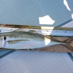 フィッシングボートACE(エース) 釣果