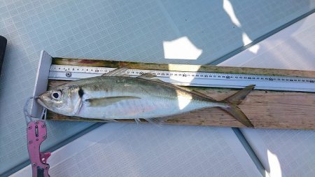 フィッシングボートACE(エース) 釣果