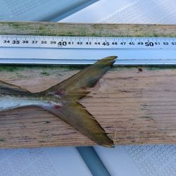 フィッシングボートACE(エース) 釣果