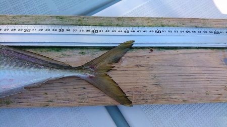 フィッシングボートACE(エース) 釣果