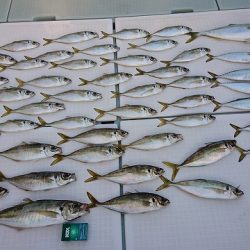 フィッシングボートACE(エース) 釣果