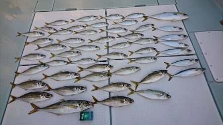 フィッシングボートACE(エース) 釣果