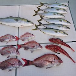 フィッシングボートACE（エース） 釣果