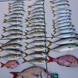 フィッシングボートACE（エース） 釣果