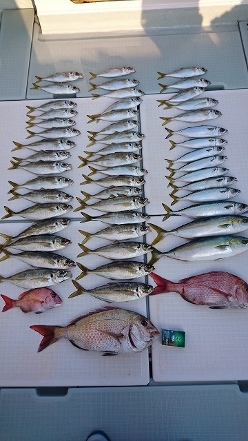 フィッシングボートACE（エース） 釣果