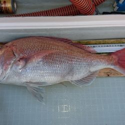 フィッシングボートACE(エース) 釣果