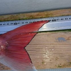 フィッシングボートACE(エース) 釣果