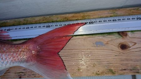 フィッシングボートACE(エース) 釣果