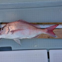 フィッシングボートACE(エース) 釣果