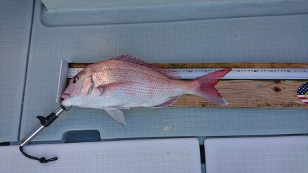 フィッシングボートACE(エース) 釣果