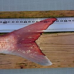 フィッシングボートACE(エース) 釣果