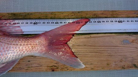 フィッシングボートACE(エース) 釣果