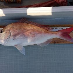 フィッシングボートACE(エース) 釣果