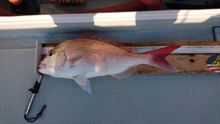 フィッシングボートACE(エース) 釣果