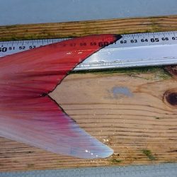 フィッシングボートACE(エース) 釣果