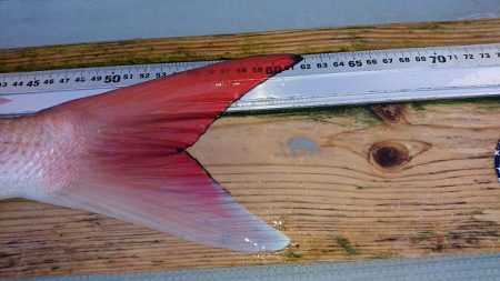 フィッシングボートACE(エース) 釣果