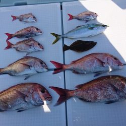 フィッシングボートACE(エース) 釣果